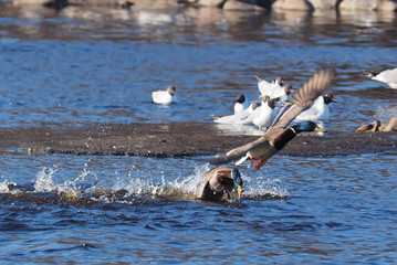 Drake fight on the river