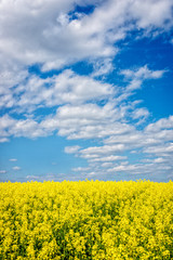 Obraz premium Yellow rapeseed flowers on field with blue sky and clouds