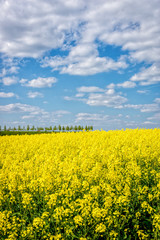 Obraz premium Yellow rapeseed flowers on field with blue sky and clouds