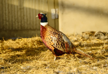 pheasant