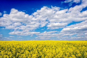 Obraz premium Yellow rapeseed flowers on field with blue sky and clouds
