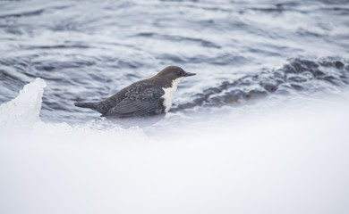 Dachshund on the river in winter