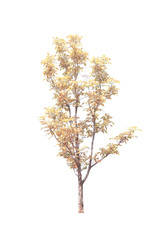 Fototapeta premium Trees isolated on white background