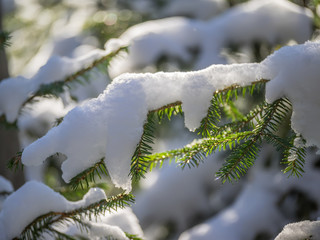 Branches of spruce in the snow