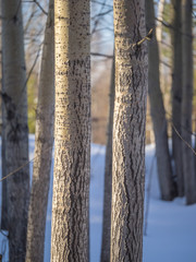 Tree trunks in the forest