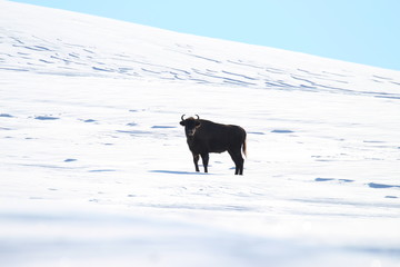 European bison posing on the endless white plain of the national park in Slovakia in Poloniny