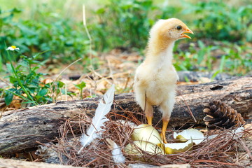 The chicks, Chicken.