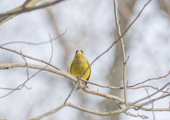 Bird of green (Carduelis chloris) on a tree