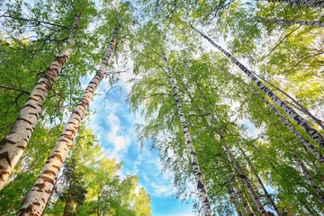  summer in sunny birch forest © janbussan