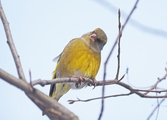 Bird of green (Carduelis chloris) on a tree