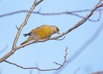 Bird of green (Carduelis chloris) on a tree