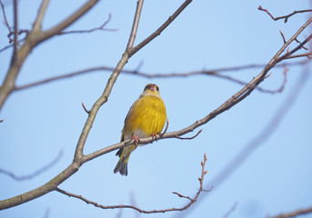 Bird of green (Carduelis chloris) on a tree