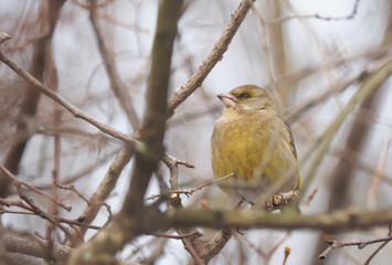 Bird of green (Carduelis chloris) on a tree