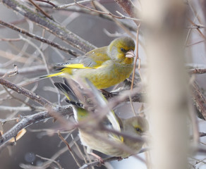Bird of green (Carduelis chloris) on a tree