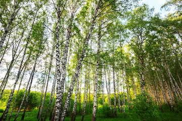 summer in sunny birch forest