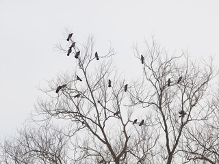 Fototapeta na wymiar Ravens on tree