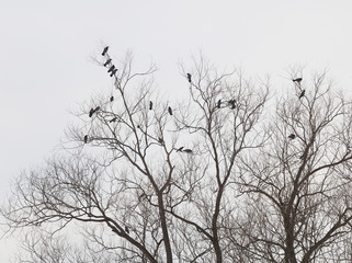 Fototapeta na wymiar Ravens on tree