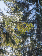 Spruce branches in the snow