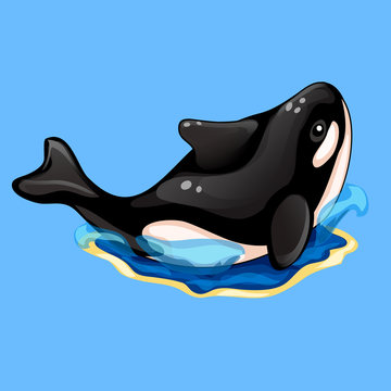 Beautiful black and white orca on blue background
