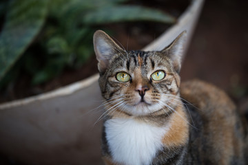 Naklejka na ściany i meble Tri colour tabby cat. Domestic short-haired cat.