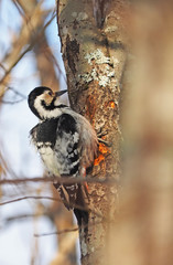 white-backed woodpecker in the woods