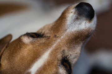 Snoot of a Jack Russell Terrier, Canis Lupus Familiaris