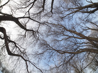Trees in the snow. Park in winter