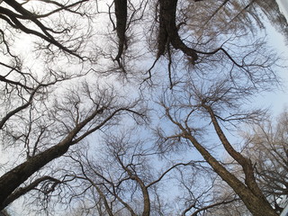 Trees in the snow. Park in winter