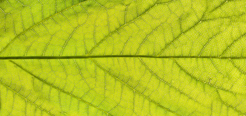 Green leaf background