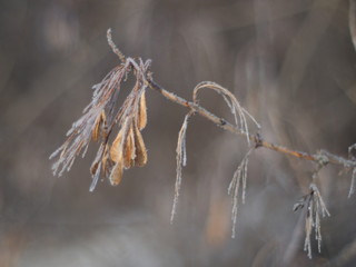 Maple seeds on a branch in winter