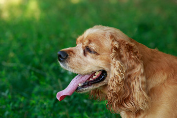 dog breed American Cocker Spaniel