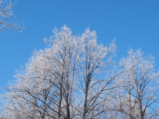 Trees in the snow. Park in winter