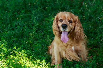 dog breed American Cocker Spaniel