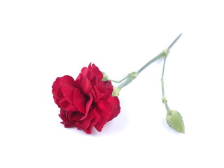 Carnation on a white background