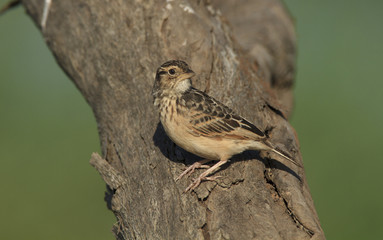Australasian Bushlark
