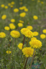 Yellow dandelions. Meadow flowers