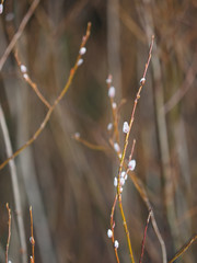 Spring willows spring