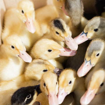 Tiny little yellow ducklings geese.