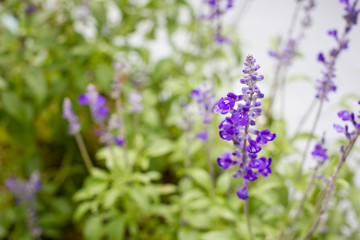 Obraz premium Photograph of Lavenders cloes up.
