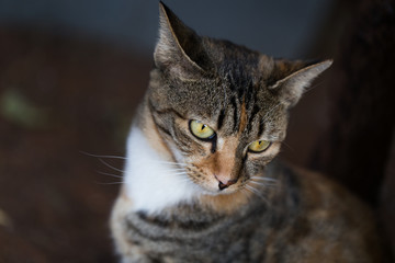 Tri-colour tabby cat. Domestic short-haired cat.