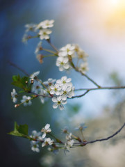 cherry blossoms in sunlight