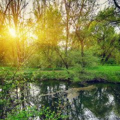 Tranquil Pond With Lush Green Woodland Park in Sunshine