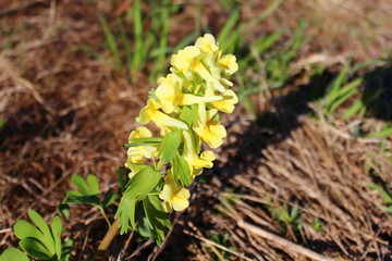 весенний цветок