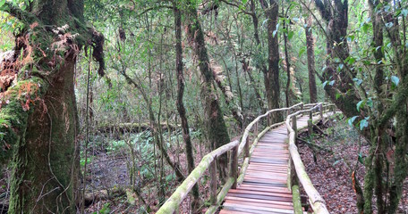 wooden way made to walk through the jungle