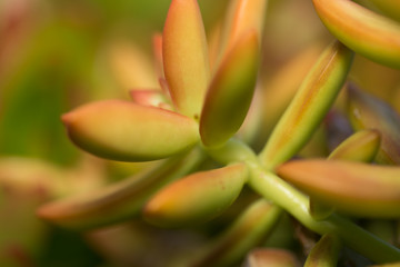Succulents. Sedum hybrid. Evergreen Perennial.
