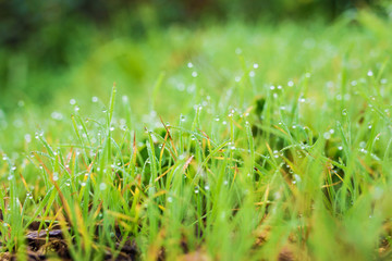 Fresh grass with dew drops close up