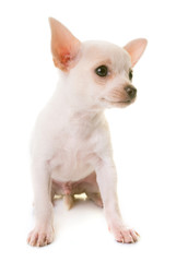 puppy white chihuahua