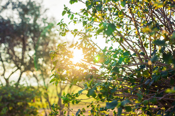 Fresh green leaves on nature framing the sun in the middle and forming rays of light