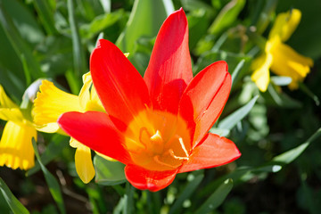 Tulpe