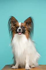 Studio portrait of a small yawning puppy Papillon